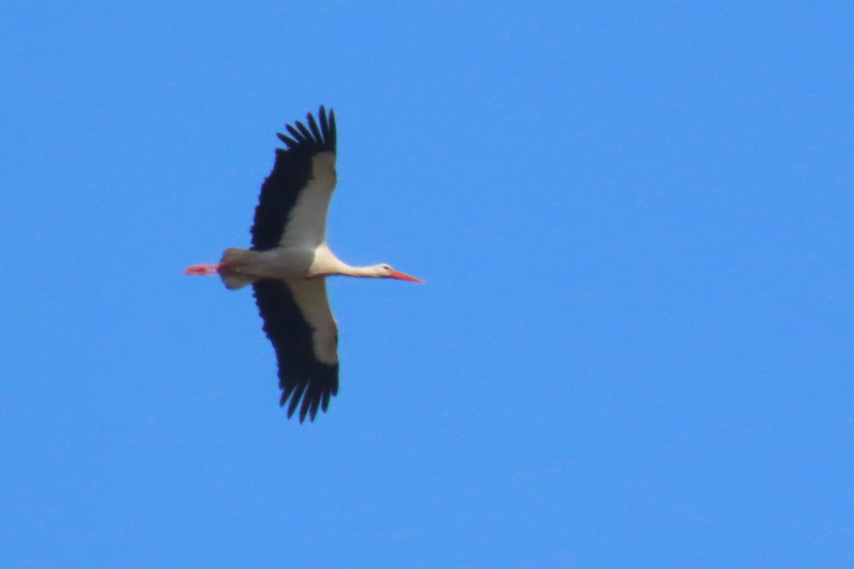 White Stork - ML619986708