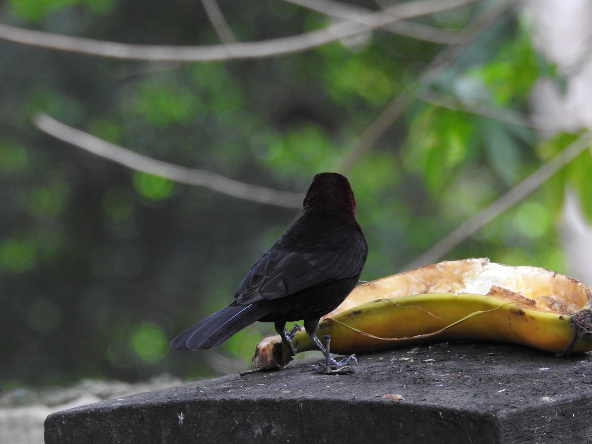 Silver-beaked Tanager - ML619986709