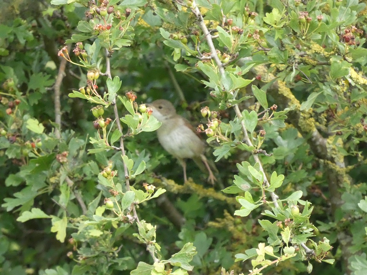 Greater Whitethroat - ML619986716