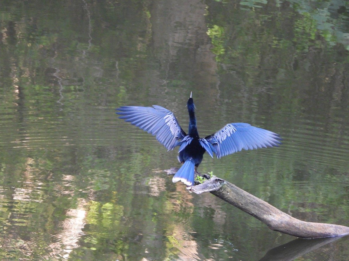 Anhinga - ML619986722