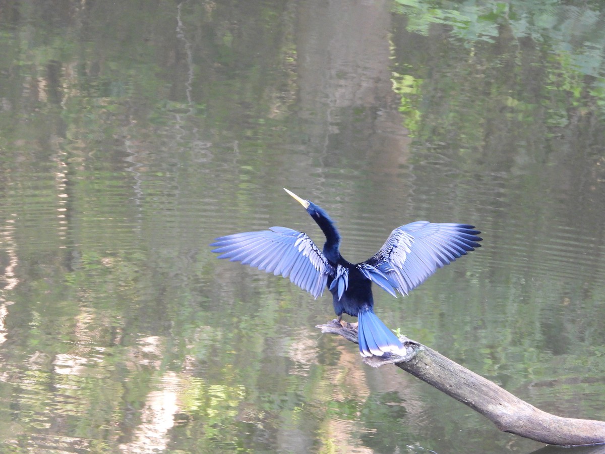 Anhinga - ML619986724