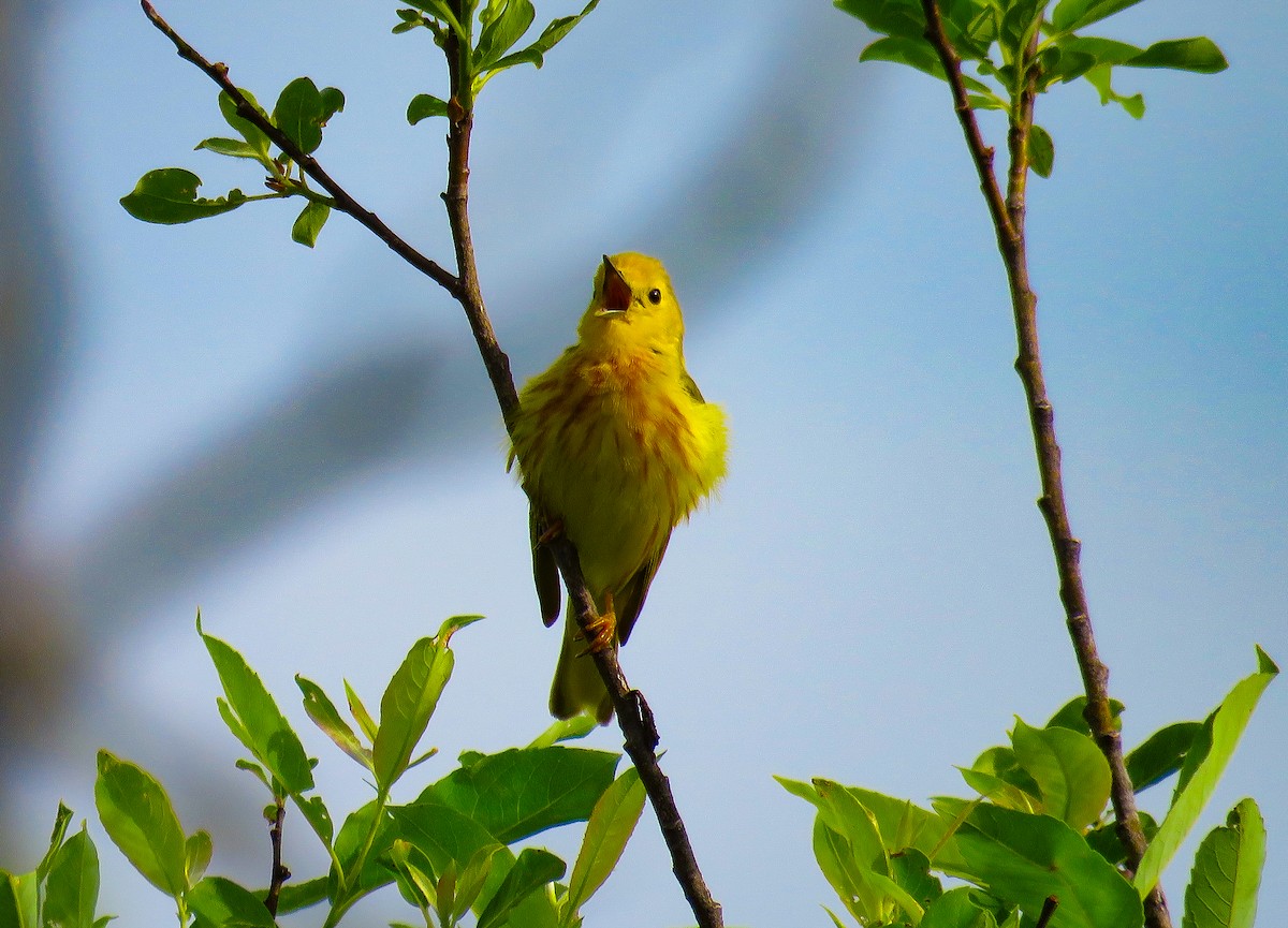 Yellow Warbler - ML619986728