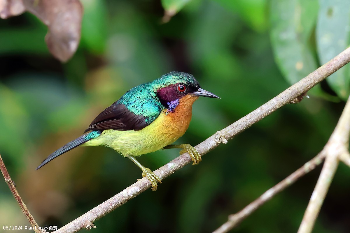 Ruby-cheeked Sunbird - ML619986730