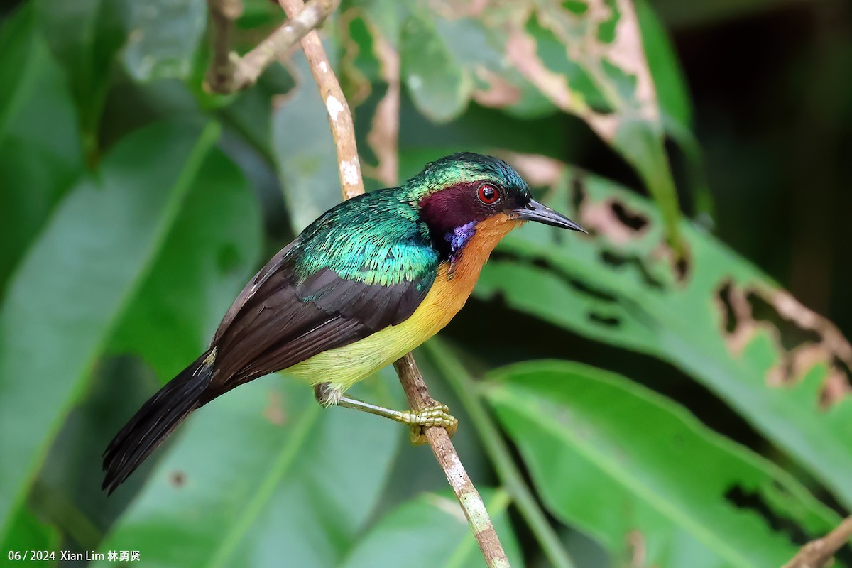 Ruby-cheeked Sunbird - ML619986731