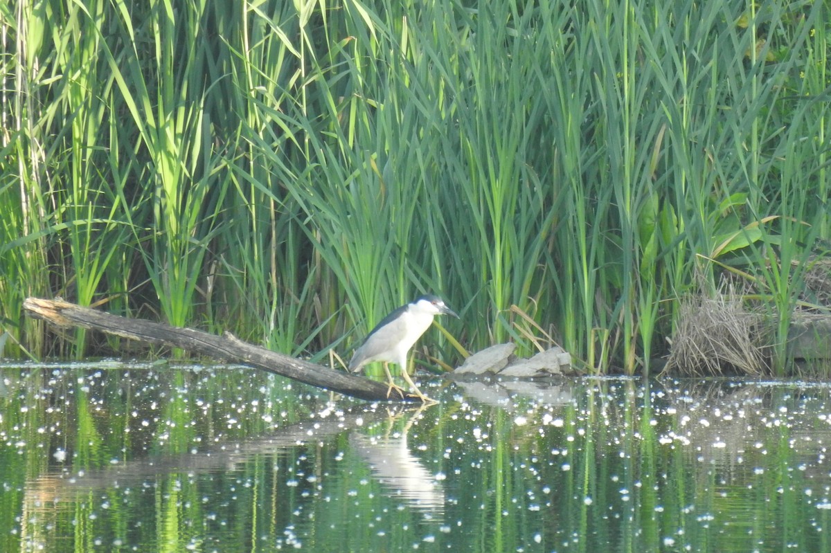 Black-crowned Night Heron - ML619986739