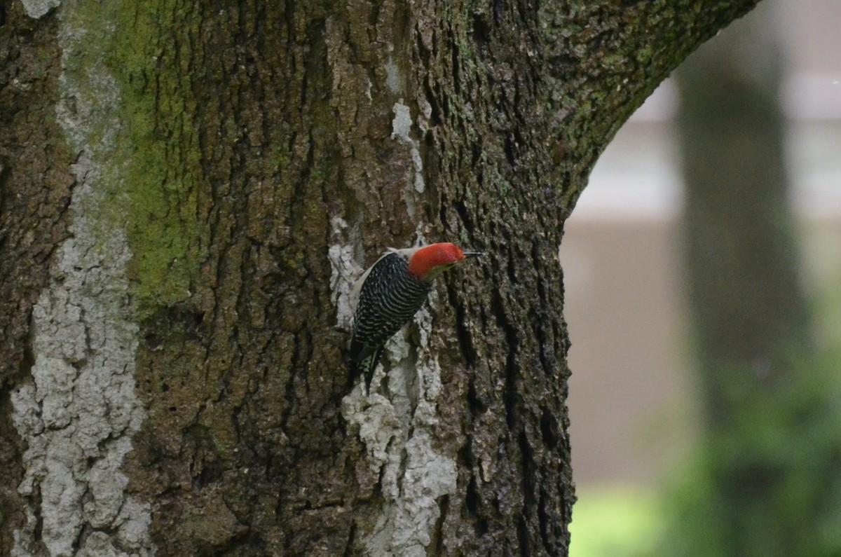 Red-bellied Woodpecker - ML619986741