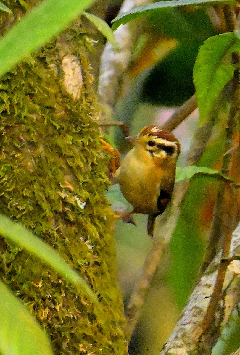 Rufous-winged Fulvetta - ML619986755