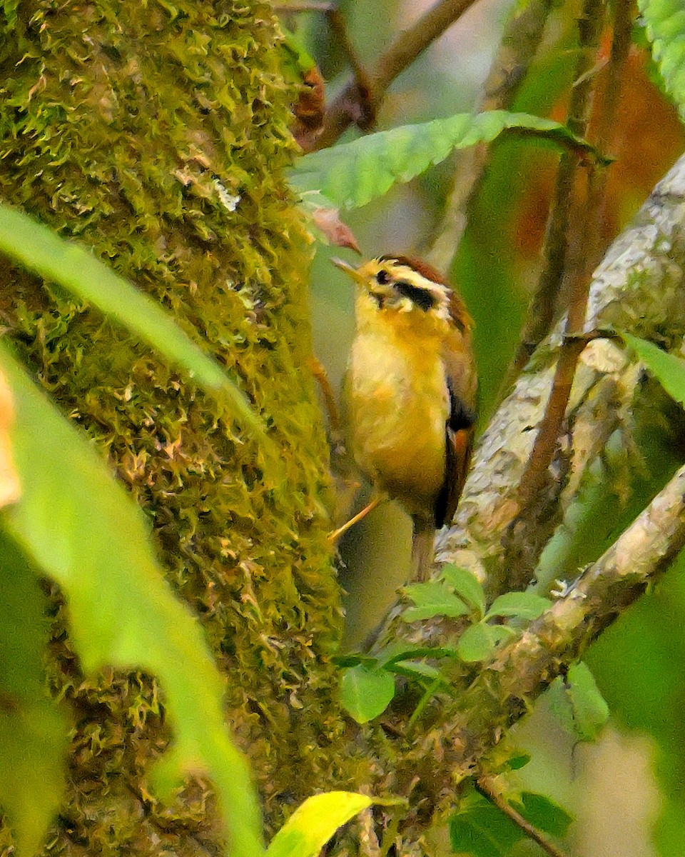 Rufous-winged Fulvetta - ML619986756