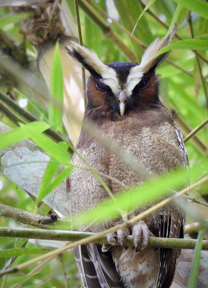 Crested Owl - ML619986773