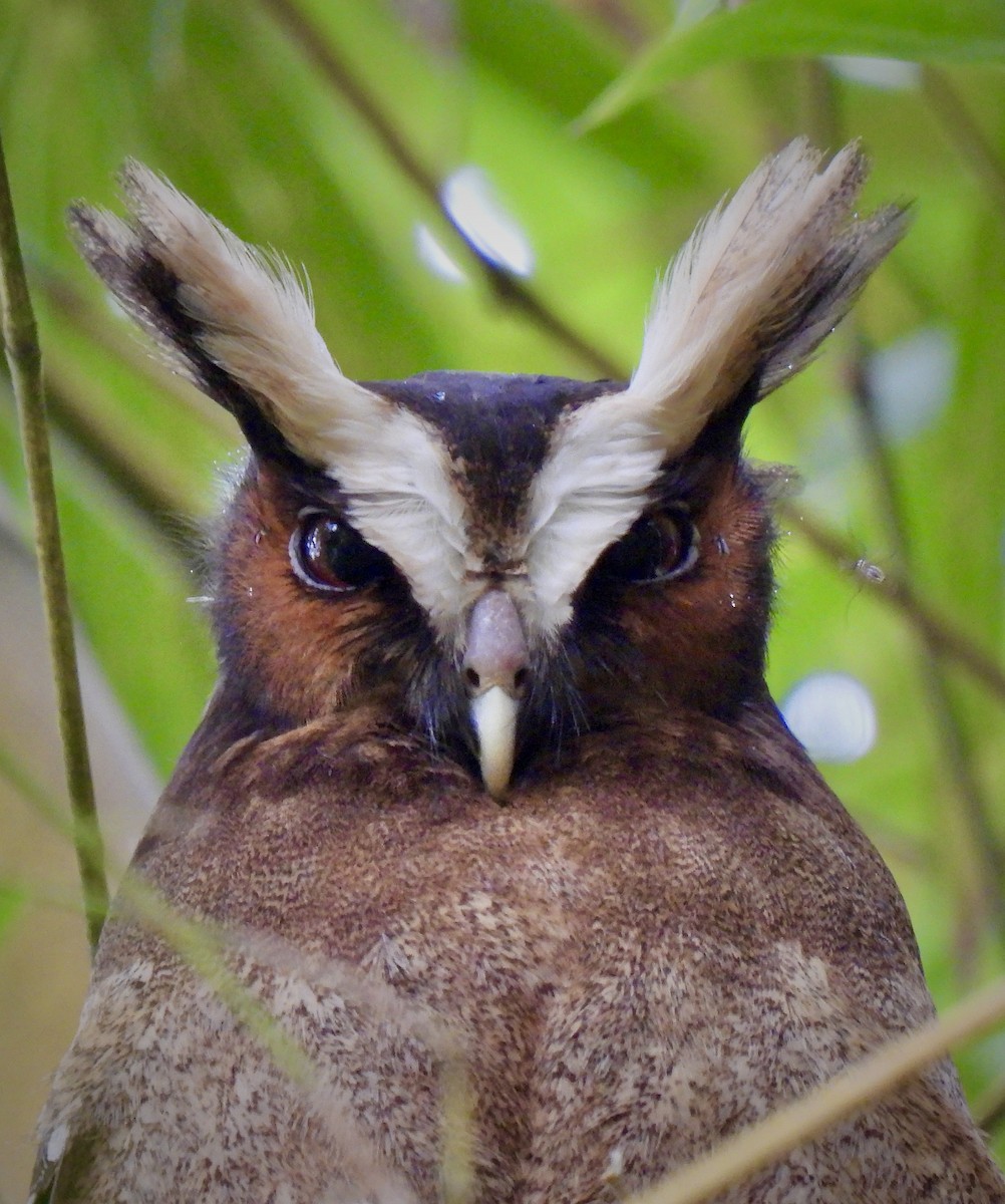 Crested Owl - ML619986774