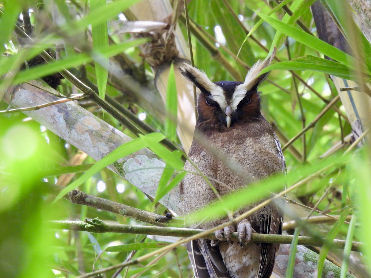 Crested Owl - ML619986775