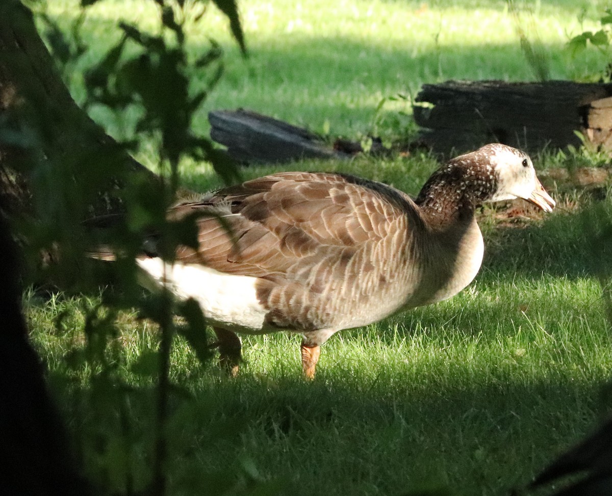 Domestic goose sp. x Canada Goose (hybrid) - ML619986776