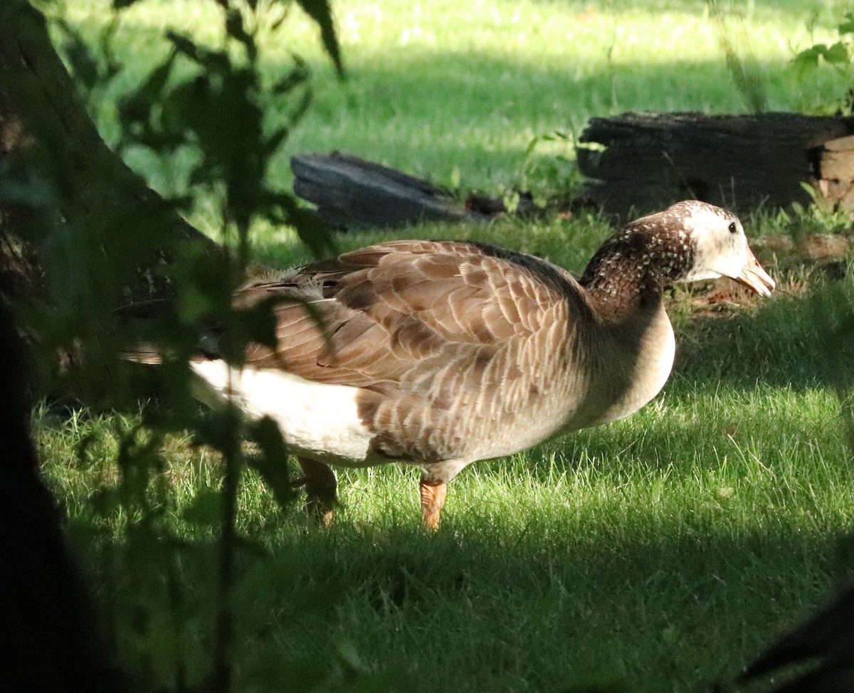 Gans (domestiziert) x Kanadagans (Hybrid) - ML619986776