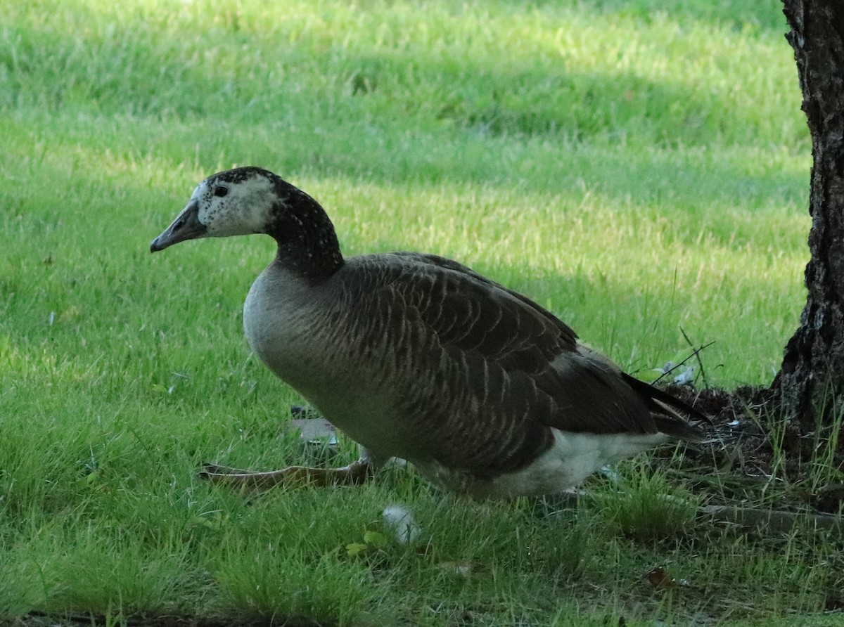 Domestic goose sp. x Canada Goose (hybrid) - ML619986777