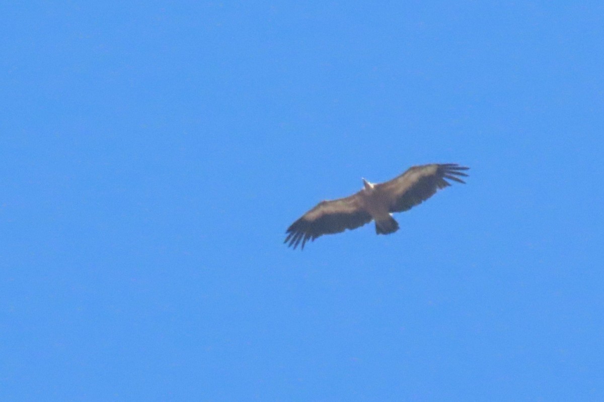 Eurasian Griffon - ML619986785