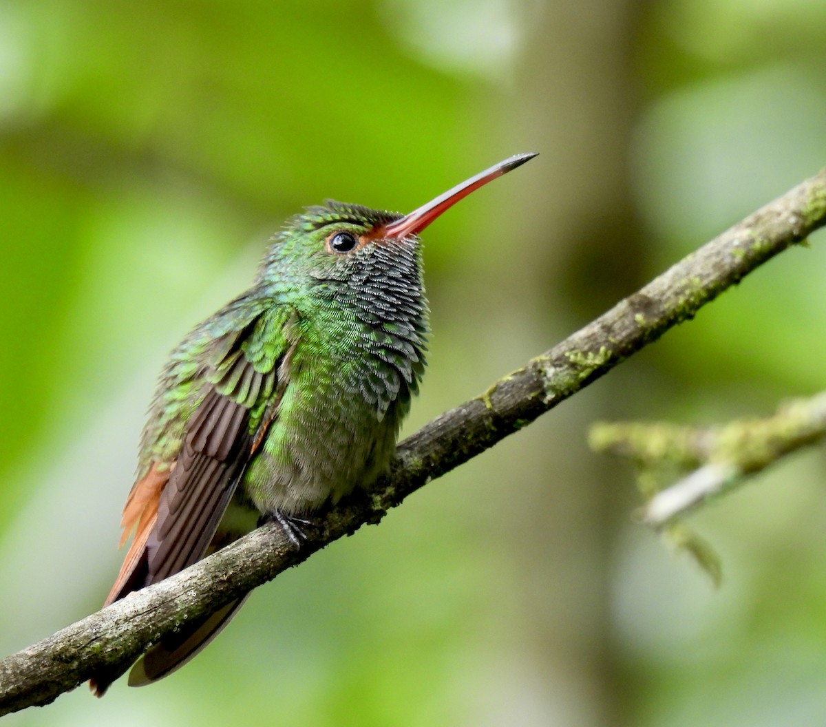 Rufous-tailed Hummingbird - ML619986786