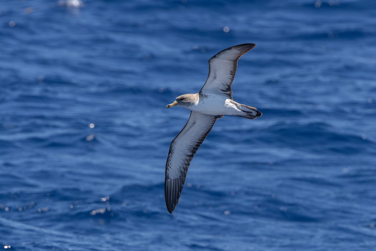 Cory's Shearwater (borealis) - ML619986788