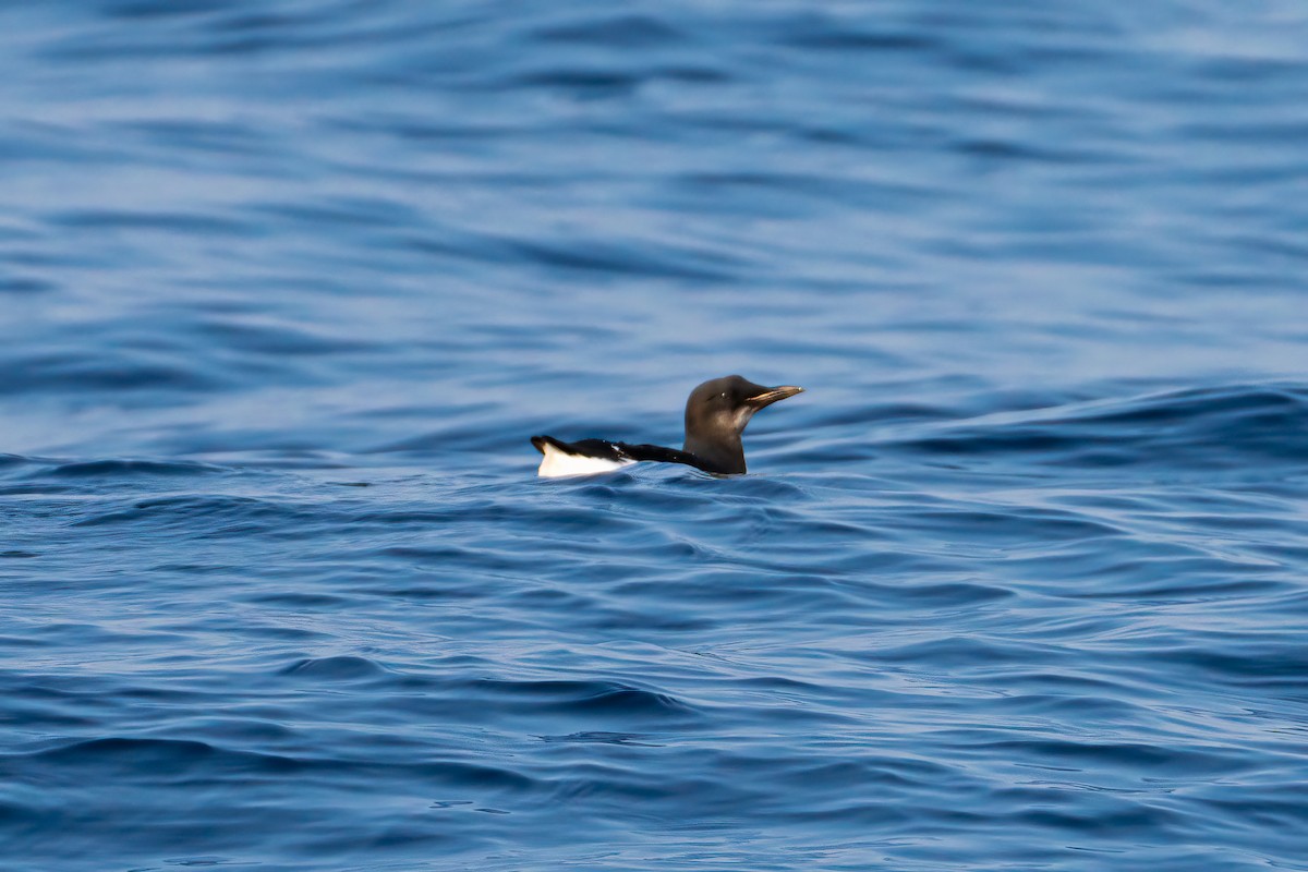 Thick-billed Murre - ML619986789