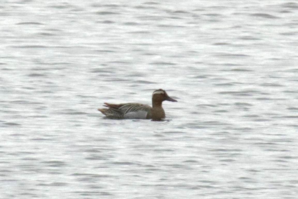 Garganey - ML619986790