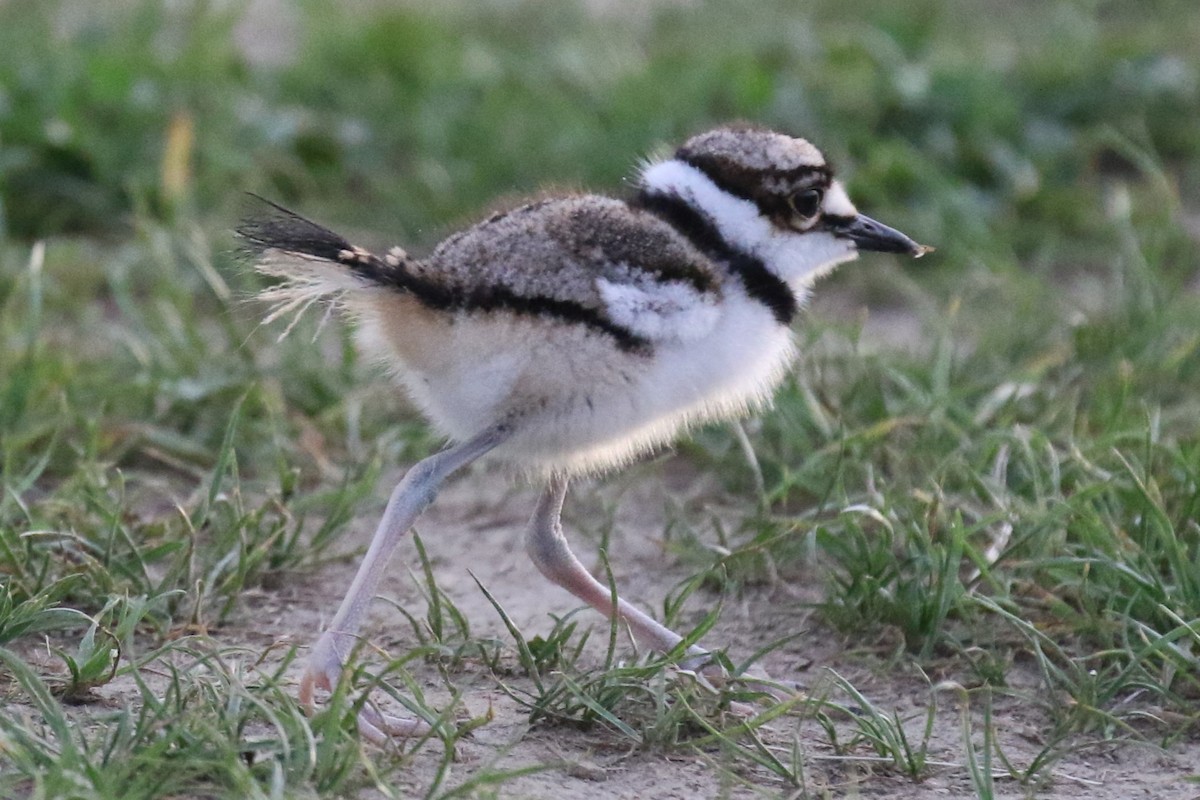 Killdeer - ML619986793