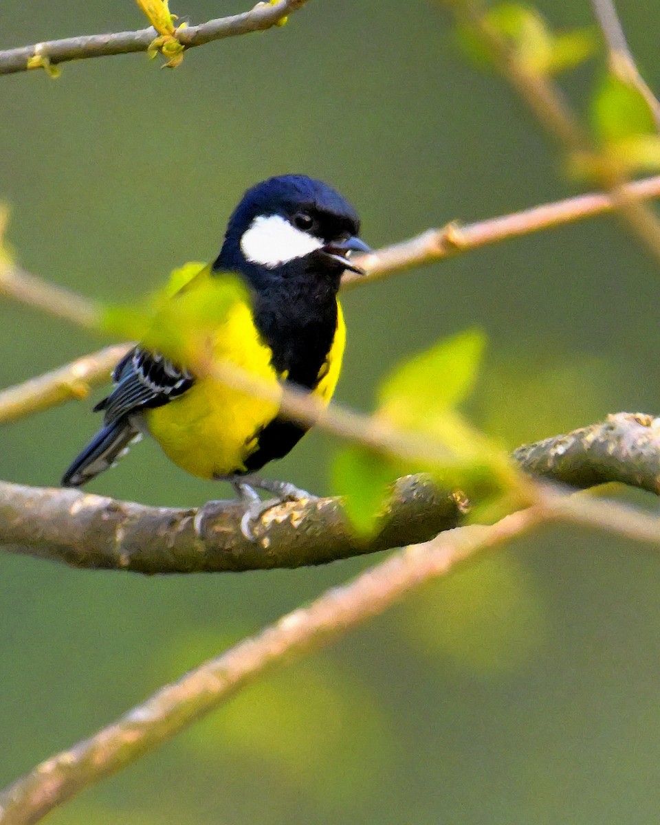 Green-backed Tit - ML619986797
