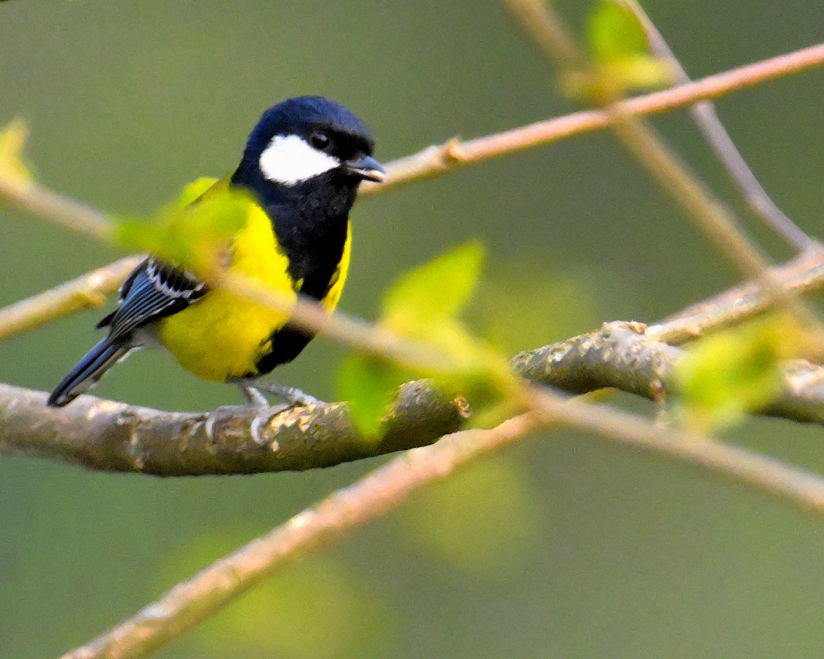 Green-backed Tit - ML619986798