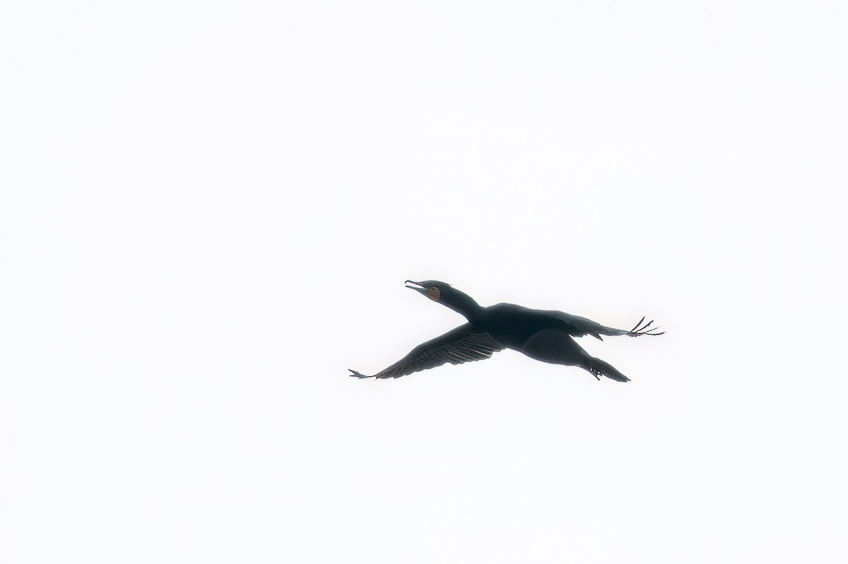 Double-crested Cormorant - ML619986799