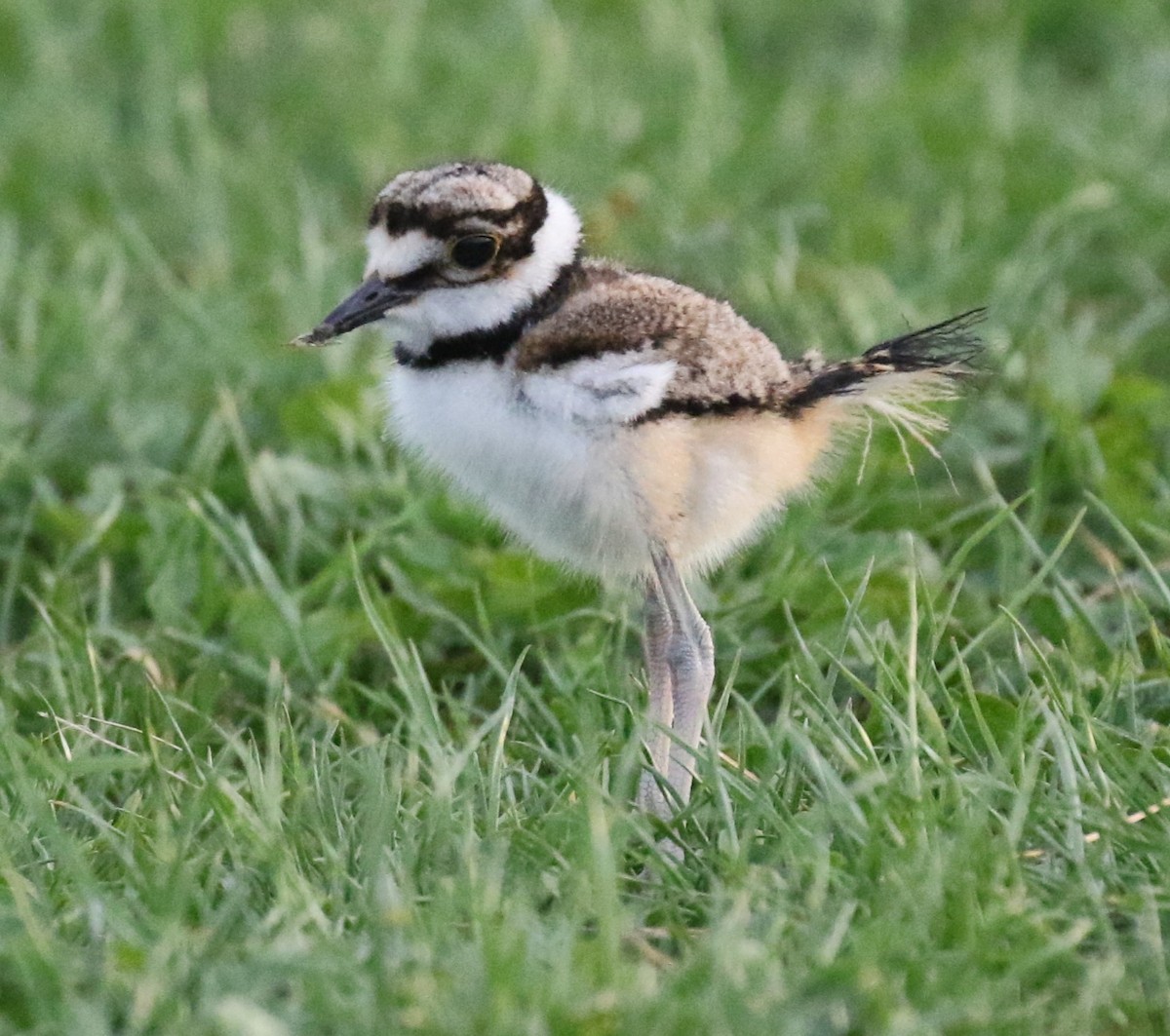 Killdeer - ML619986801