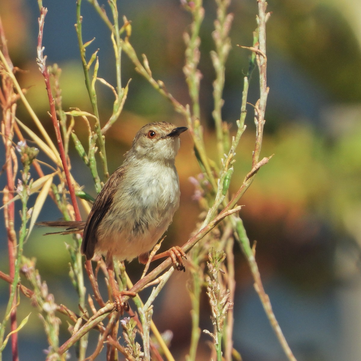 Prinia gracile - ML619986816