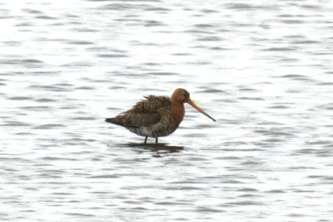 Black-tailed Godwit - ML619986819