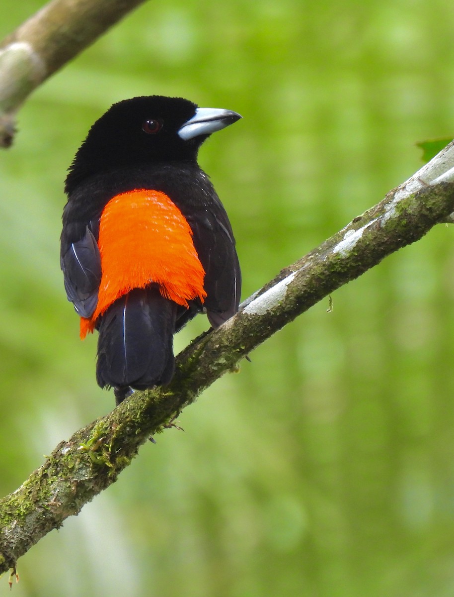 Scarlet-rumped Tanager - ML619986823
