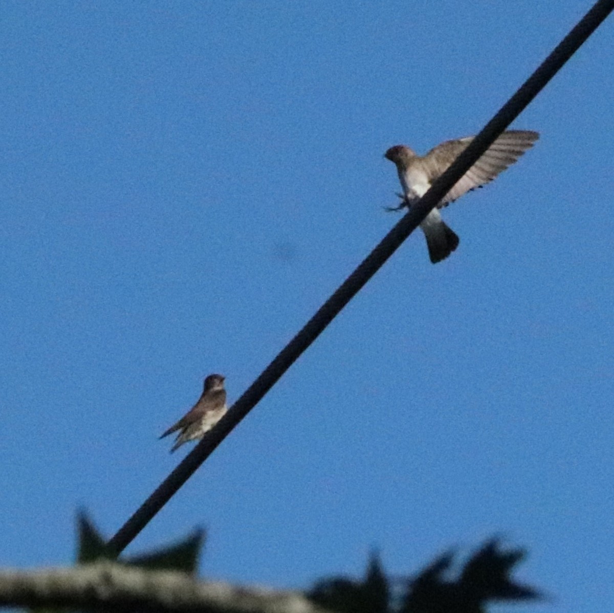 Northern Rough-winged Swallow - ML619986825