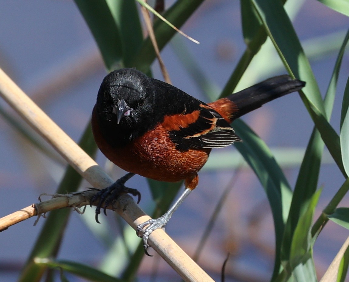 Orchard Oriole - ML619986827