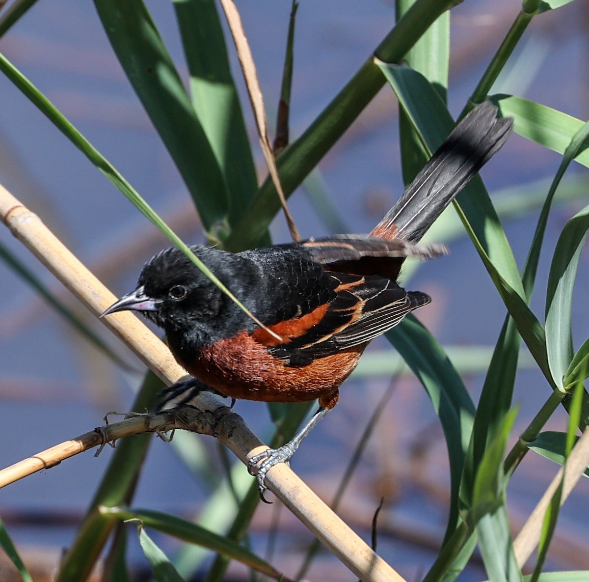 Orchard Oriole - ML619986828