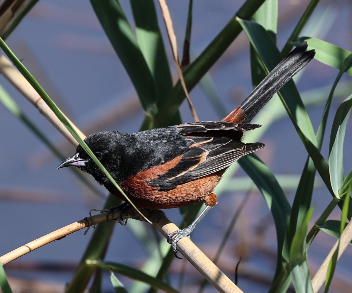 Orchard Oriole - ML619986829