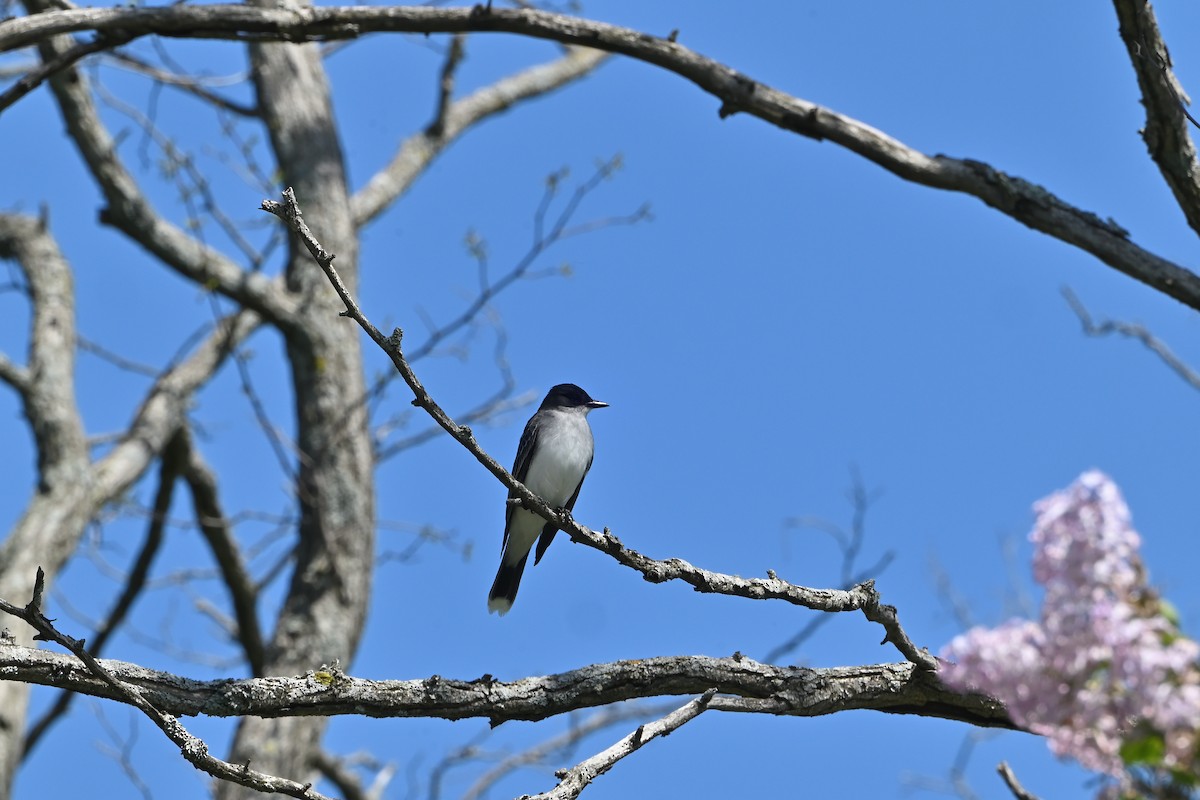 Eastern Kingbird - ML619986831