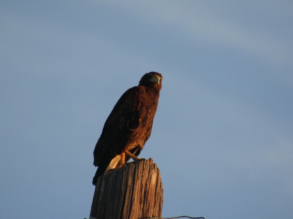 Harris's Hawk - Zakqary R