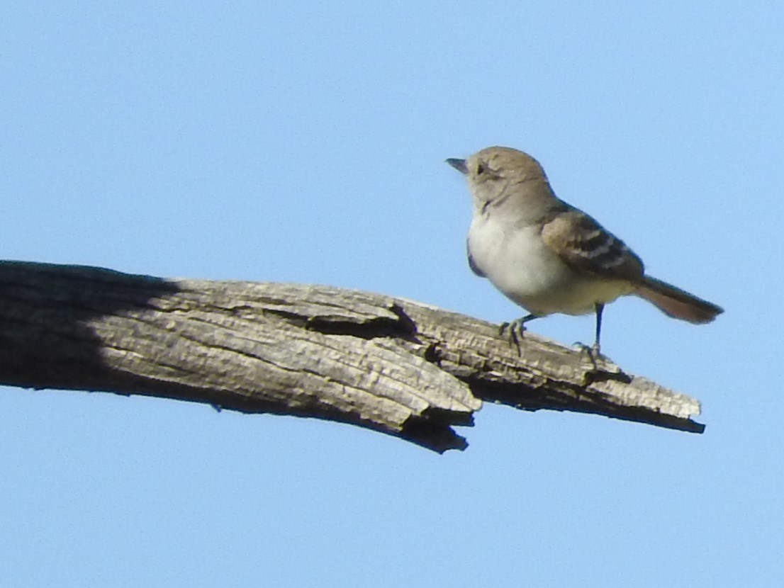 Gray Vireo - ML619986838