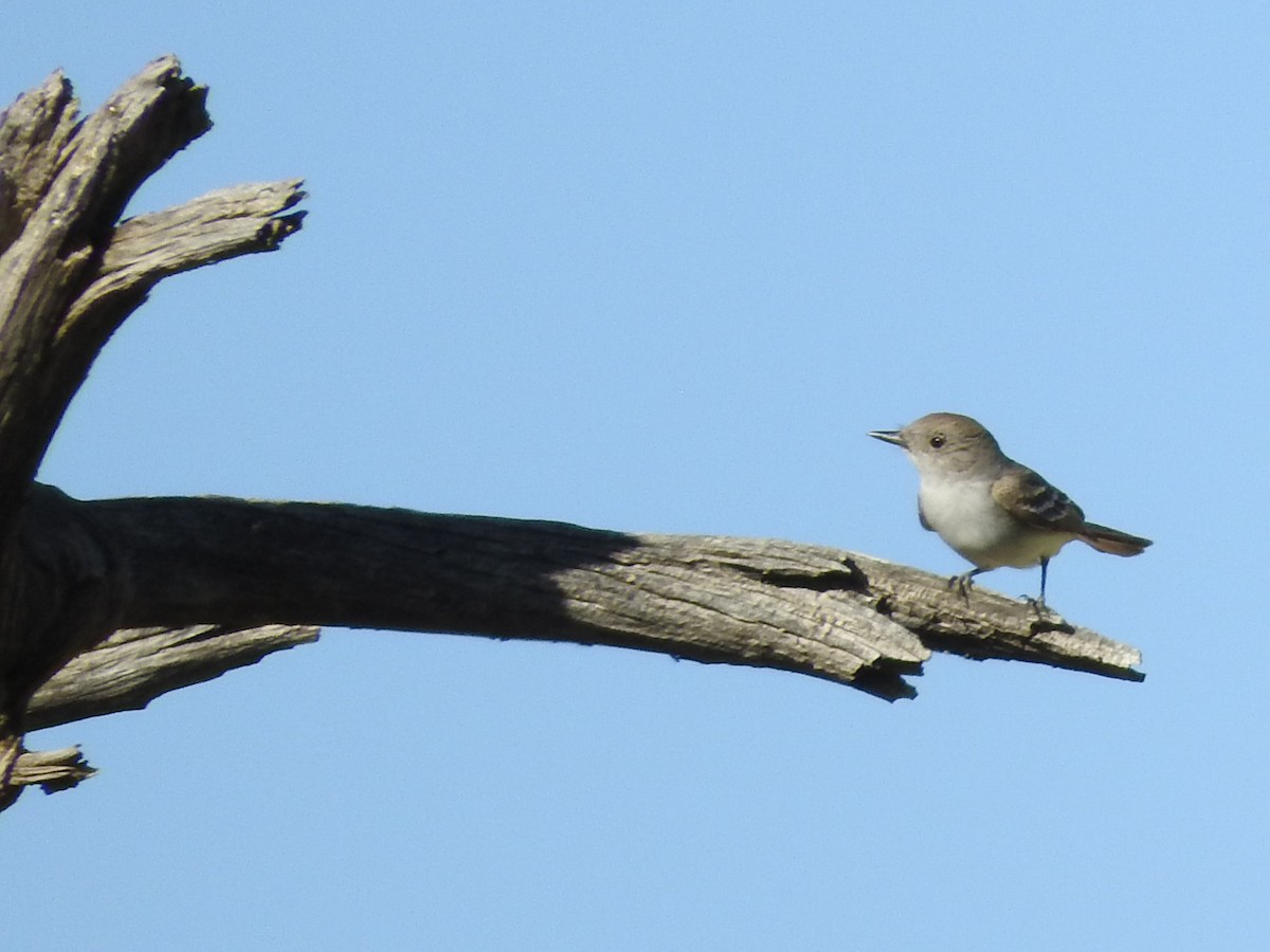 Gray Vireo - ML619986839