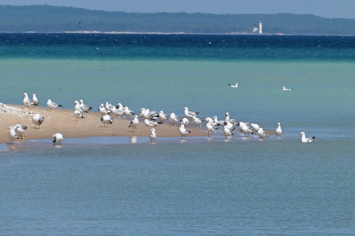 Ring-billed Gull - ML619986843