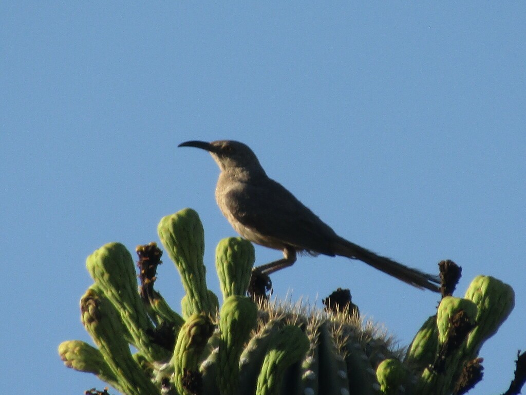 Curve-billed Thrasher - ML619986844