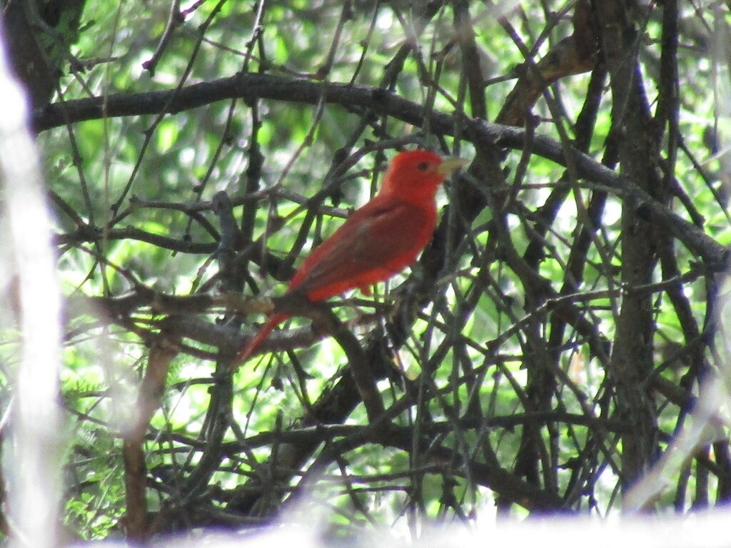 Summer Tanager - ML619986859