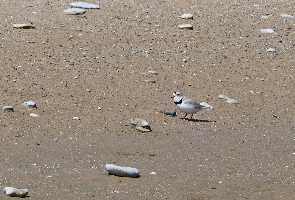 Piping Plover - ML619986861