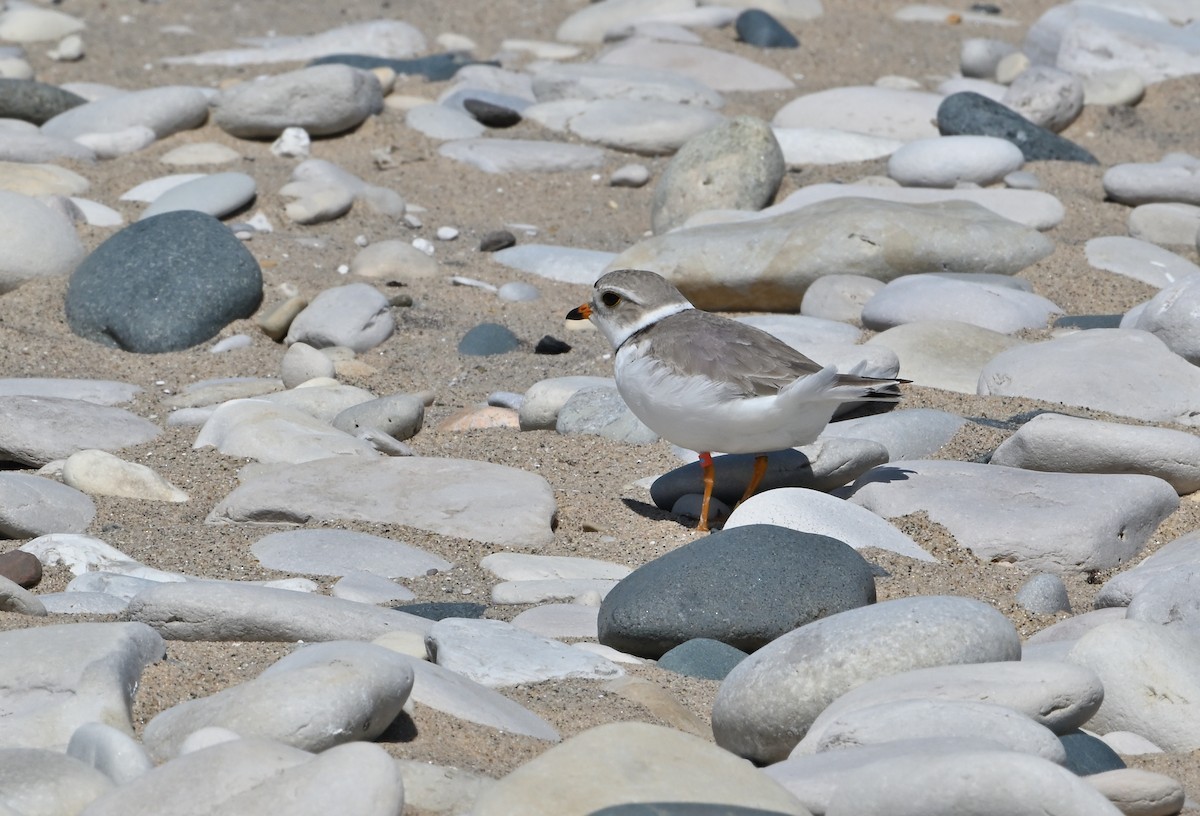 Piping Plover - ML619986862