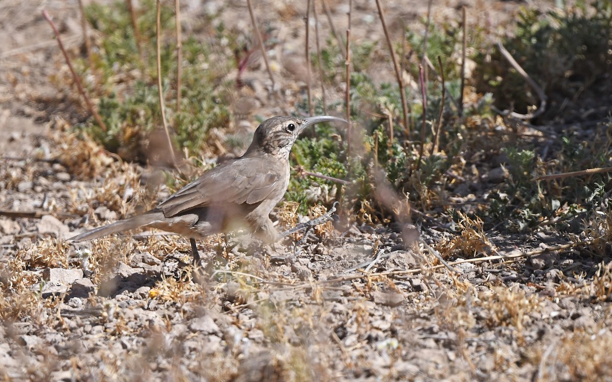 Scale-throated Earthcreeper - ML619986866