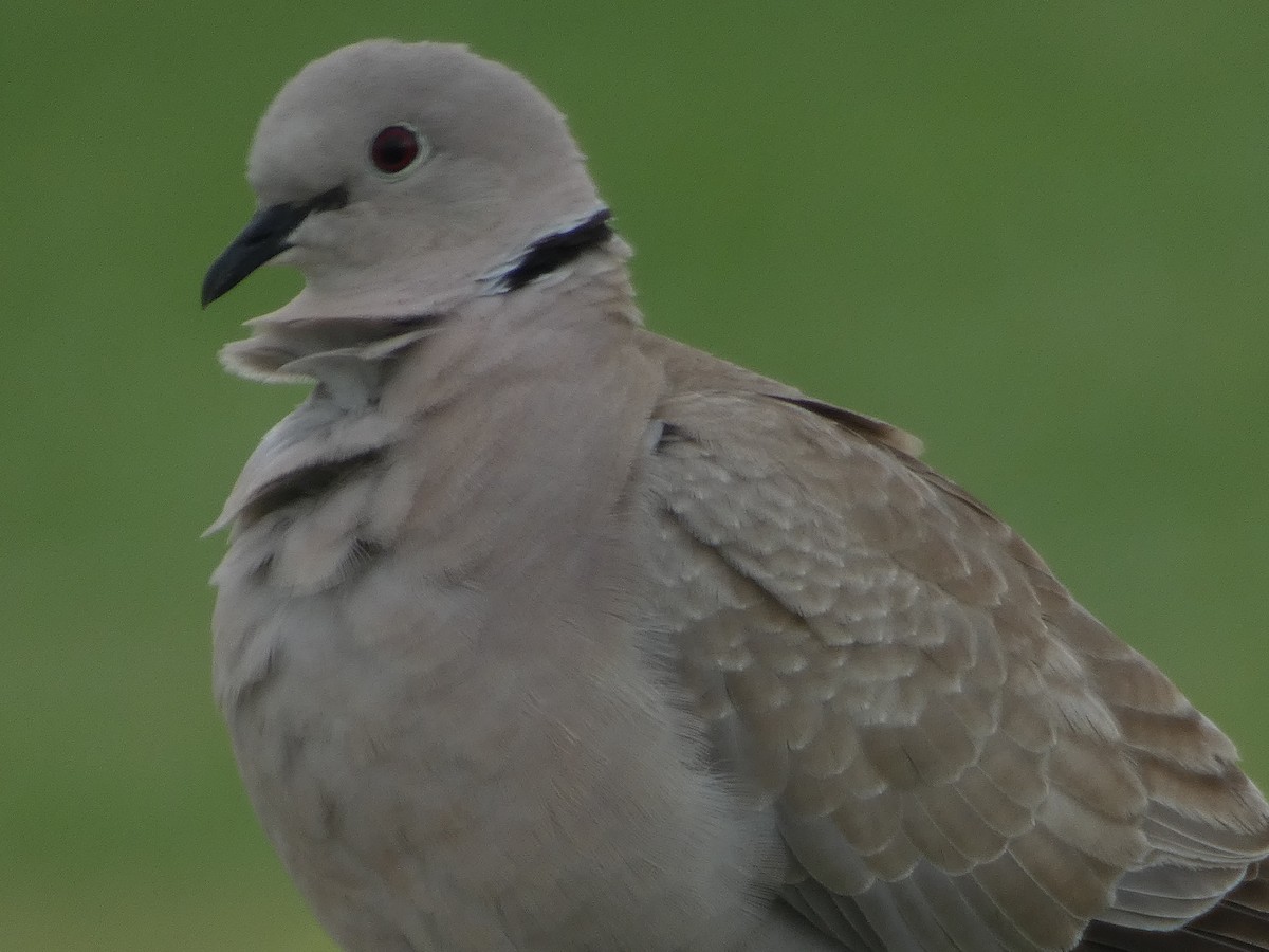 Eurasian Collared-Dove - ML619986869