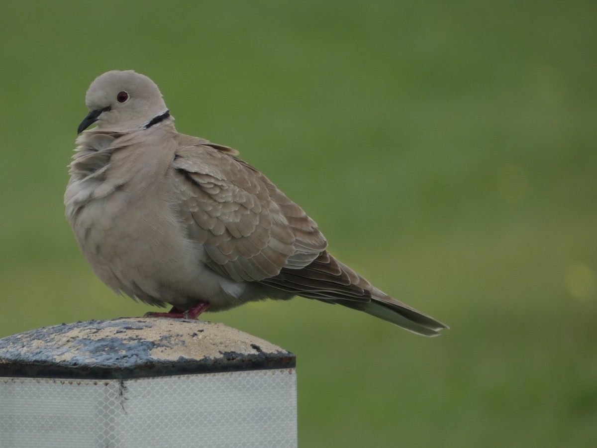 Eurasian Collared-Dove - ML619986871