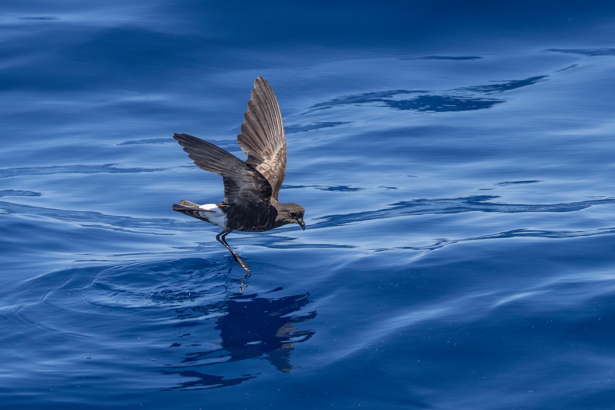 Wilson's Storm-Petrel - ML619986876