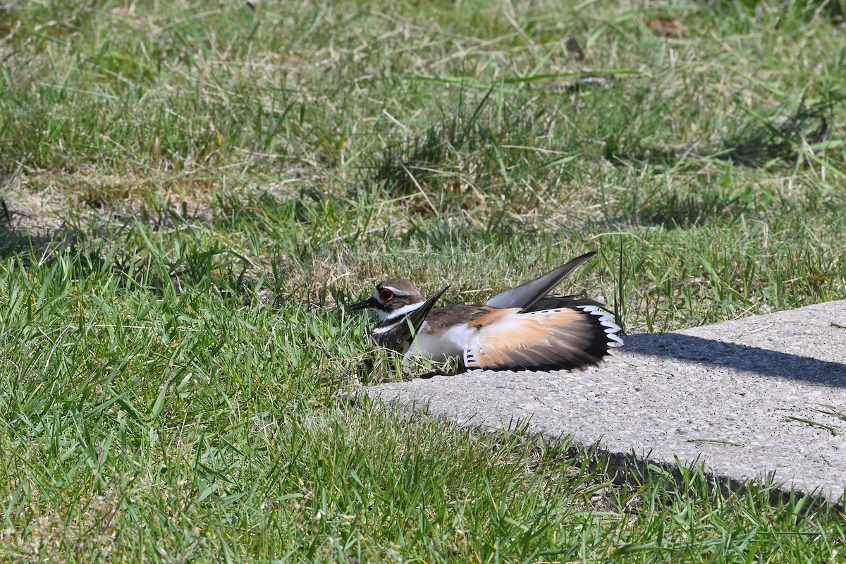 Killdeer - ML619986877