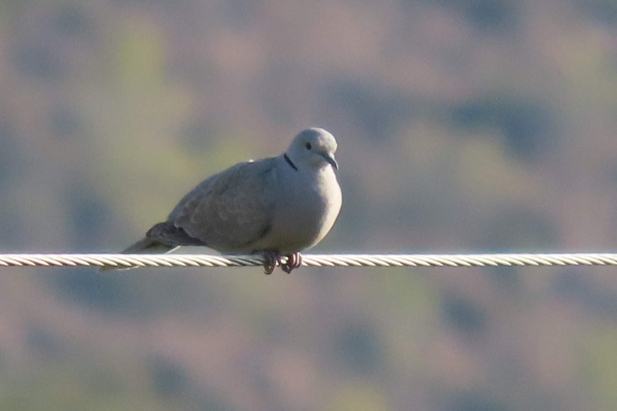 Eurasian Collared-Dove - ML619986889